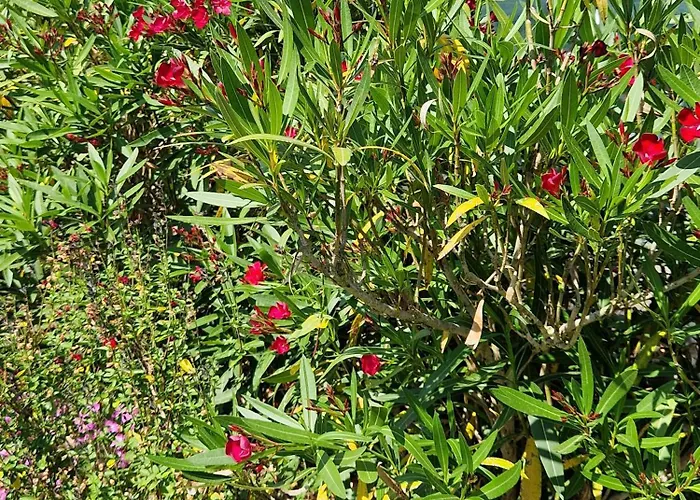 De Segonac 別荘 Saint-Georges-de-Luzençon